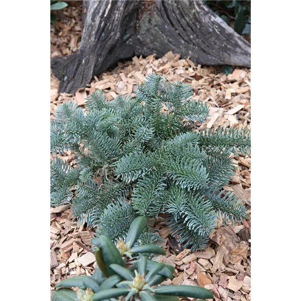 Silbertanne 'Glauca'