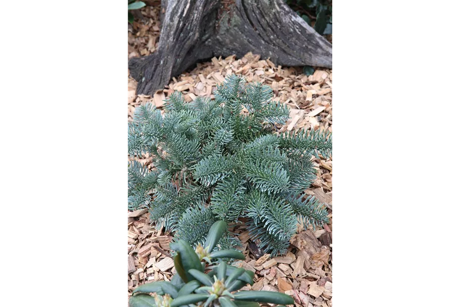 Silbertanne 'Glauca' Topfgröße 25 Liter / Höhe 50-60cm