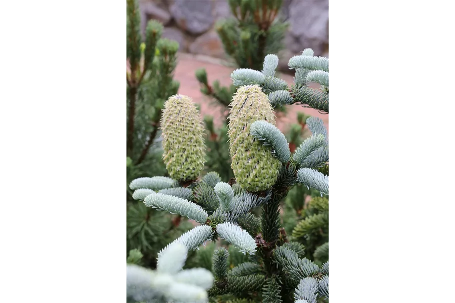 Silbertanne 'Glauca' Topfgröße 25 Liter / Höhe 50-60cm