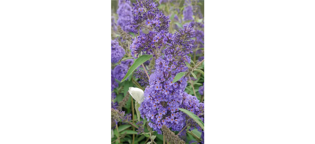 Sommerflieder 'Ellens Blue' Topfgröße 3,4 Liter / Höhe 30-40cm