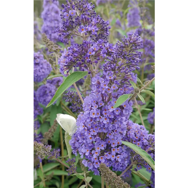 Sommerflieder 'Ellens Blue'