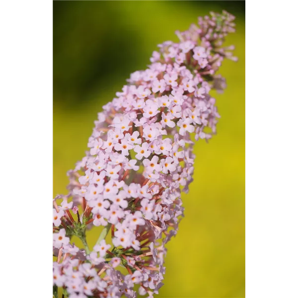 Sommerflieder 'Pink Panther'