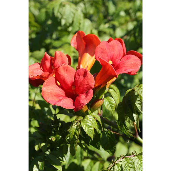 Trompetenblume 'Flamenco'