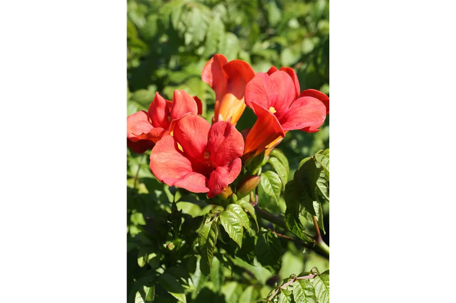 Trompetenblume 'Flamenco' Topfgröße 2 Liter / Höhe 40-60cm