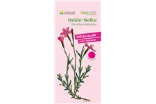 Heimische Heide-Nelke 9x9 cm Wildstaude