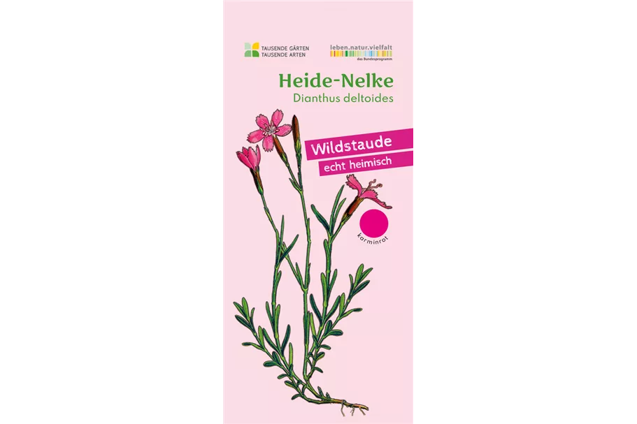 Heimische Heide-Nelke 9x9 cm Wildstaude