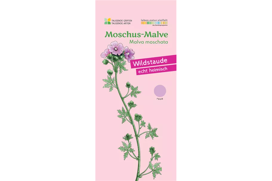 Heimische Moschus-Malve Wildstaude 12 cm Topf