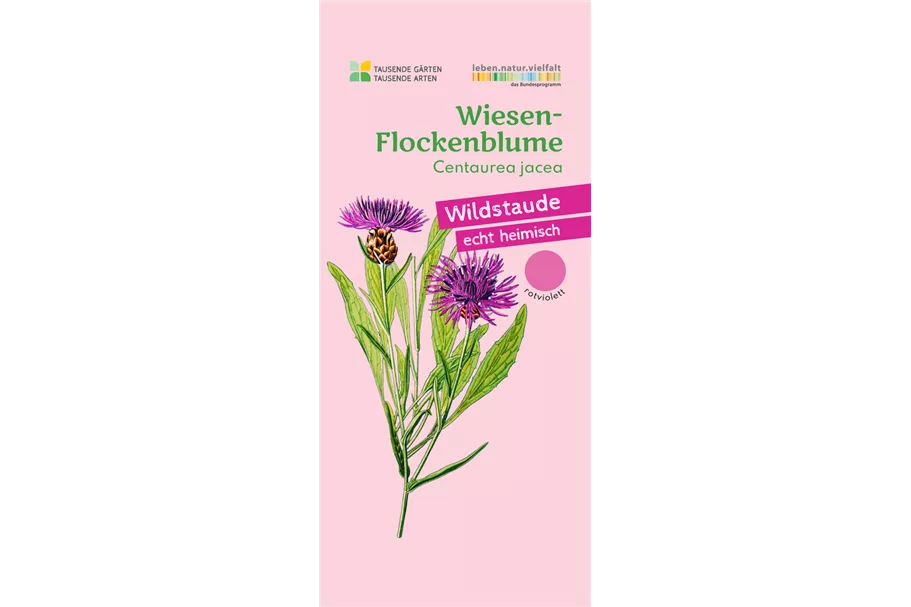 Heimische Wiesen Flockenblume 9x9 cm Wildstaude