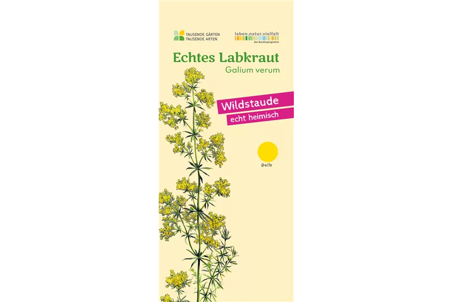 Heimisches Echtes Labkraut 9x9 cm Wildstaude