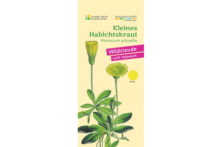 Heimisches Kleines Habichtskraut 9x9 cm Wildstaude