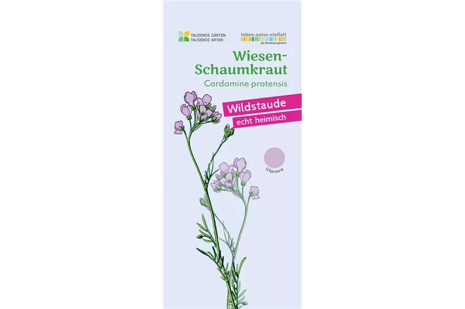 Heimisches Wiesenschaumkraut 9x9 cm Wildstaude