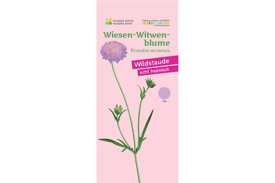 Wiesen-Witwenblume 9x9 cm Wildstaude