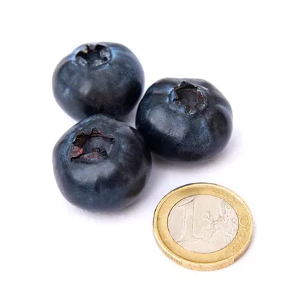 Heidelbeere 'Sweet Symphony Blue - Berry Blues'