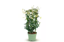 Sternjasmin Tropical Fl´Aroma® 'Blossom Star' Topfgröße 5 Liter / Höhe 50-60cm