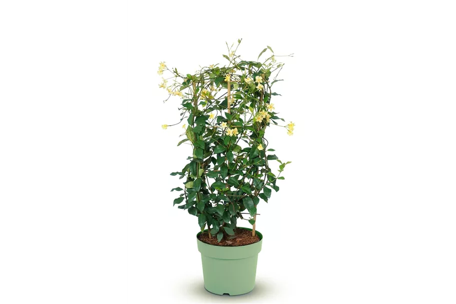 Sternjasmin Tropical Fl´Aroma® 'Blossom Star' Topfgröße 5 Liter / Höhe 50-60cm