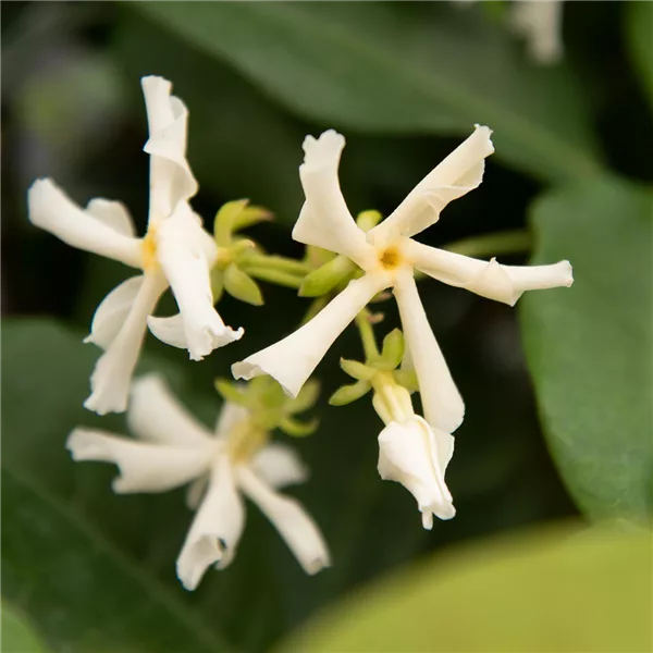 Sternjasmin Tropical Fl´Aroma® 'Exotic Jasmine'