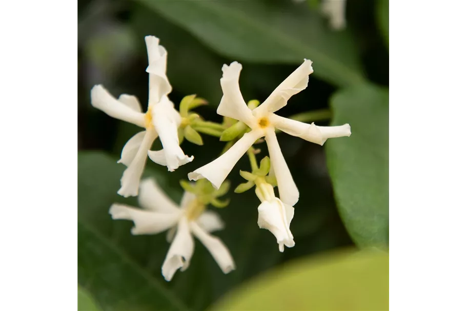 Sternjasmin Tropical Fl´Aroma® 'Exotic Jasmine' Topfgröße 5 Liter / Höhe 50-60cm