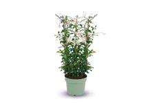 Sternjasmin Tropical Fl´Aroma® 'Rosy Shower' Topfgröße 5 Liter / Höhe 50-60cm