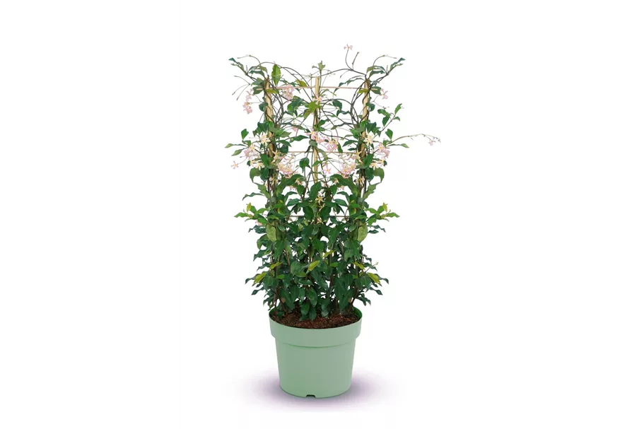 Sternjasmin Tropical Fl´Aroma® 'Rosy Shower' Topfgröße 5 Liter / Höhe 50-60cm