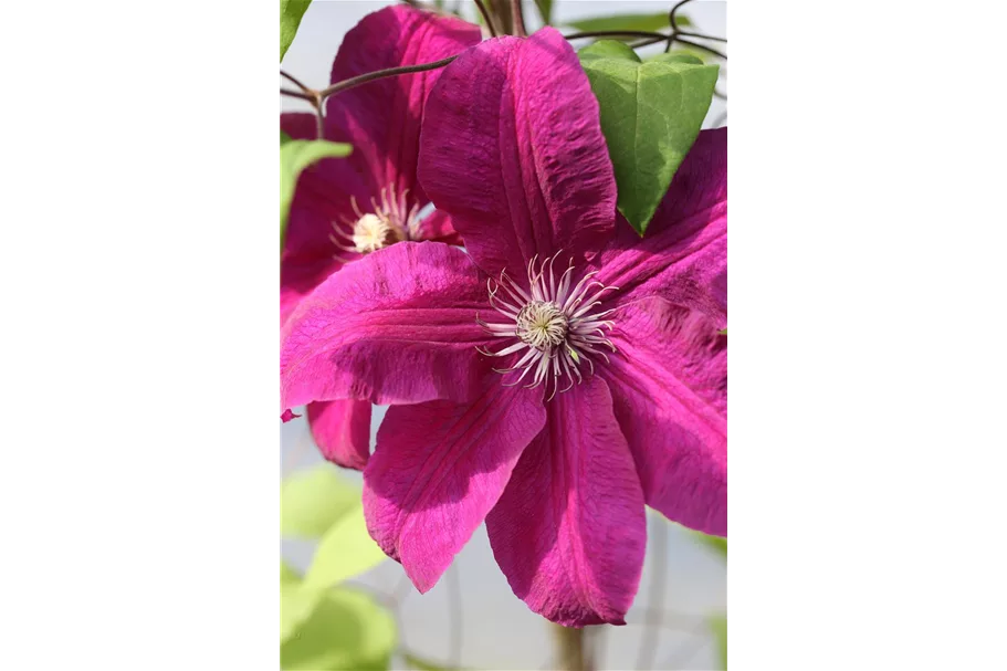 Waldrebe 'Ernest Markham' Topfgröße 2 Liter / Höhe 40-60cm