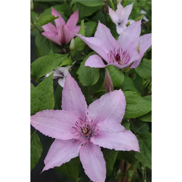 Waldrebe 'Hagley Hybrid'