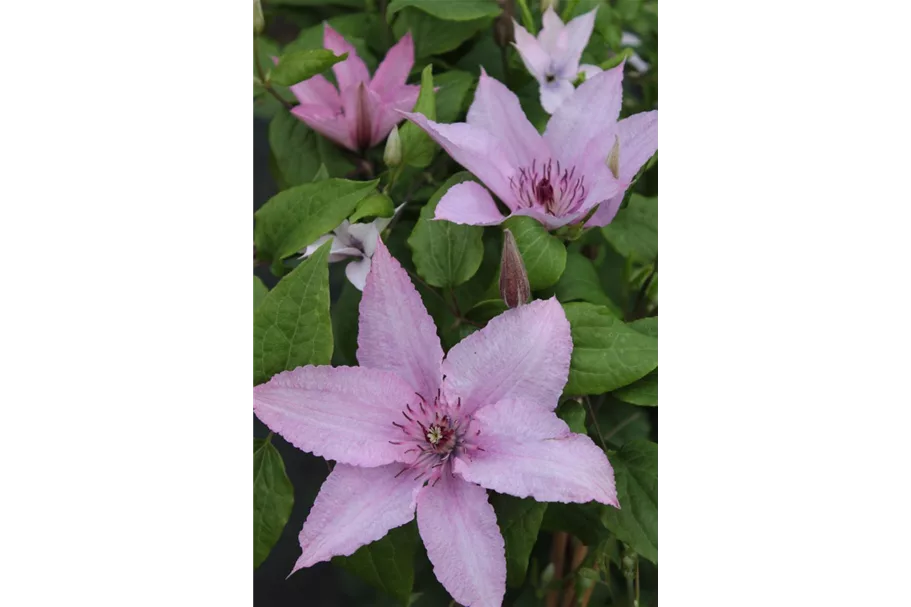 Waldrebe 'Hagley Hybrid'