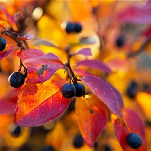 Cotoneaster lucidus