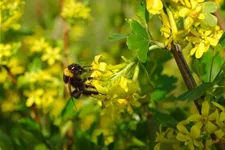 Ribes aureum 7,5 Liter Topf 80- 100 cm