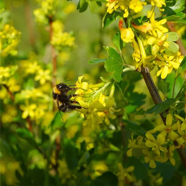 Ribes aureum