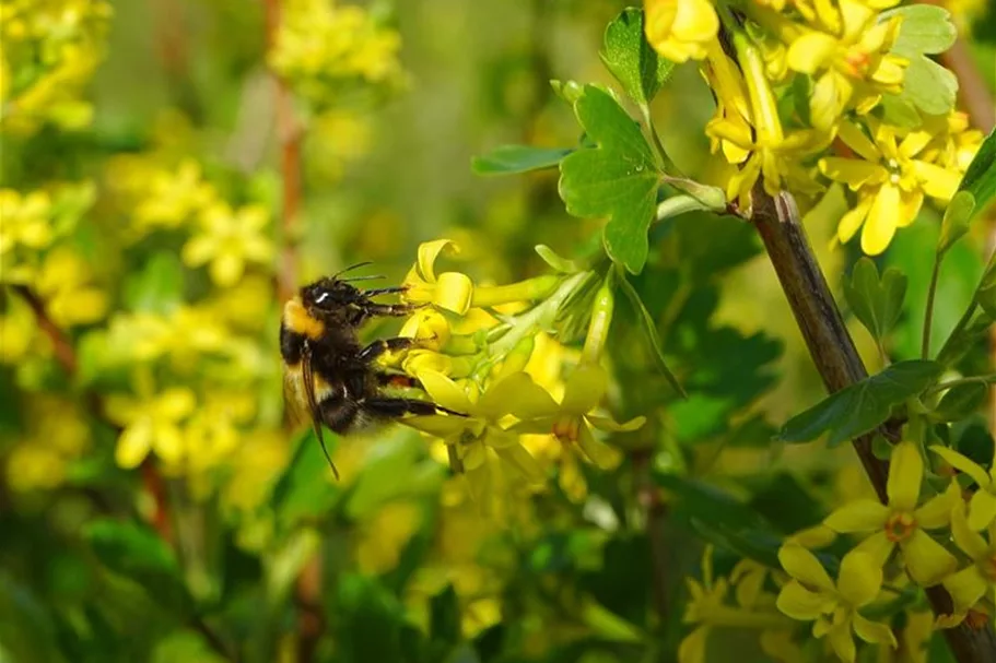 Ribes aureum 7,5 Liter Topf 80- 100 cm