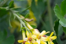 Ribes aureum 7,5 Liter Topf 80- 100 cm