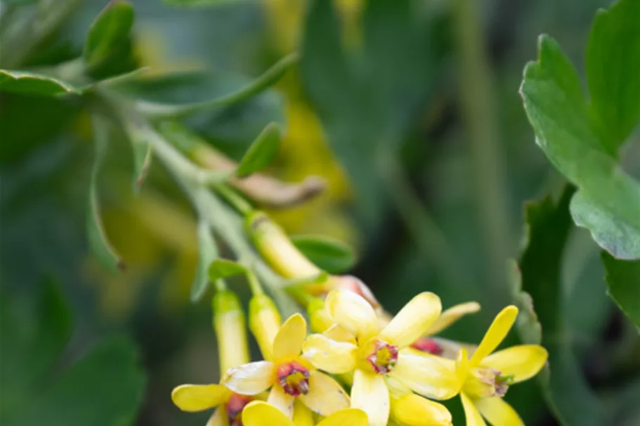 Ribes aureum 7,5 Liter Topf 80- 100 cm