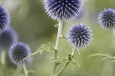 Kugeldistel 9 x 9 cm Topf 0,5 Liter