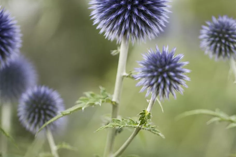 Kugeldistel 9 x 9 cm Topf 0,5 Liter