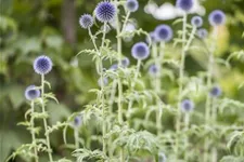 Kugeldistel 9 x 9 cm Topf 0,5 Liter