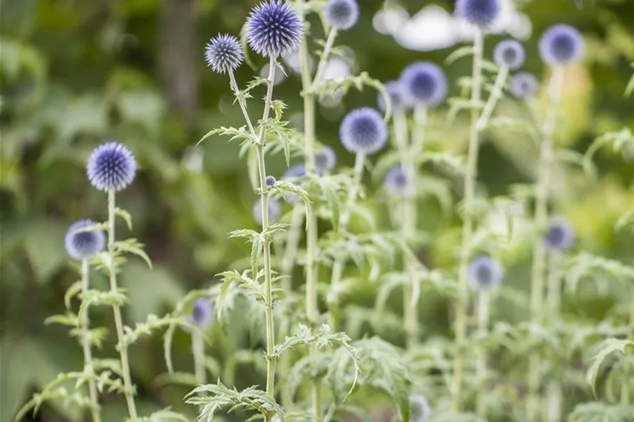 Kugeldistel 9 x 9 cm Topf 0,5 Liter