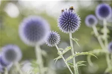 Kugeldistel 9 x 9 cm Topf 0,5 Liter