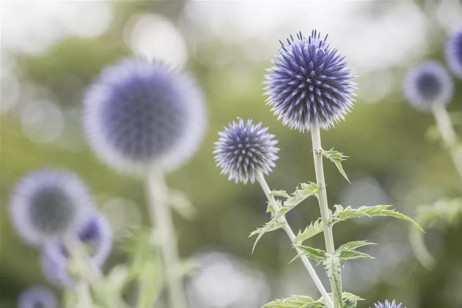 Kugeldistel 9 x 9 cm Topf 0,5 Liter