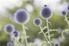 Kugeldistel 9 x 9 cm Topf 0,5 Liter