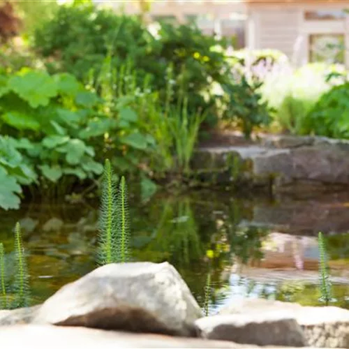 Easy Oase: Gartenteich anlegen leicht gemacht