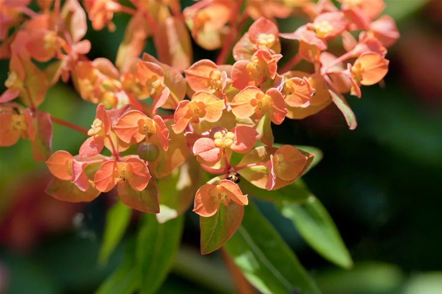 Mandelblättrige Wolfsmilch 'Purpurea' 1 Liter Topf