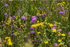 Feldblumen-Mischung 20 g für 10 m²