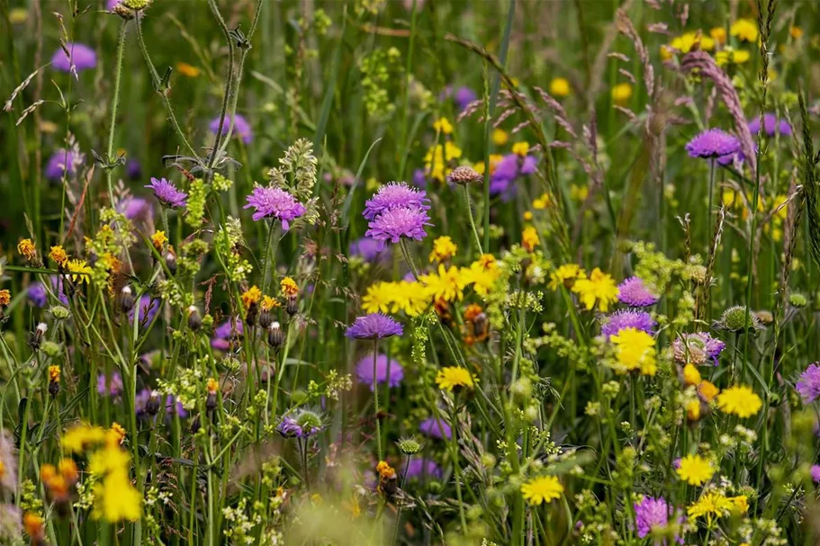 Feldblumen-Mischung 20 g für 10 m²