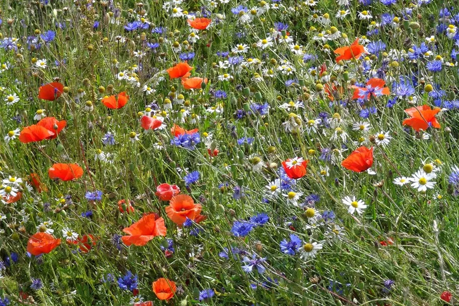 Feldblumen-Mischung 20 g für 10 m²