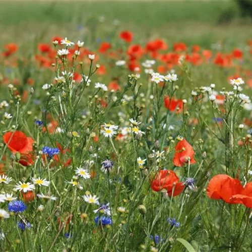 Feldblumen-Mischung 