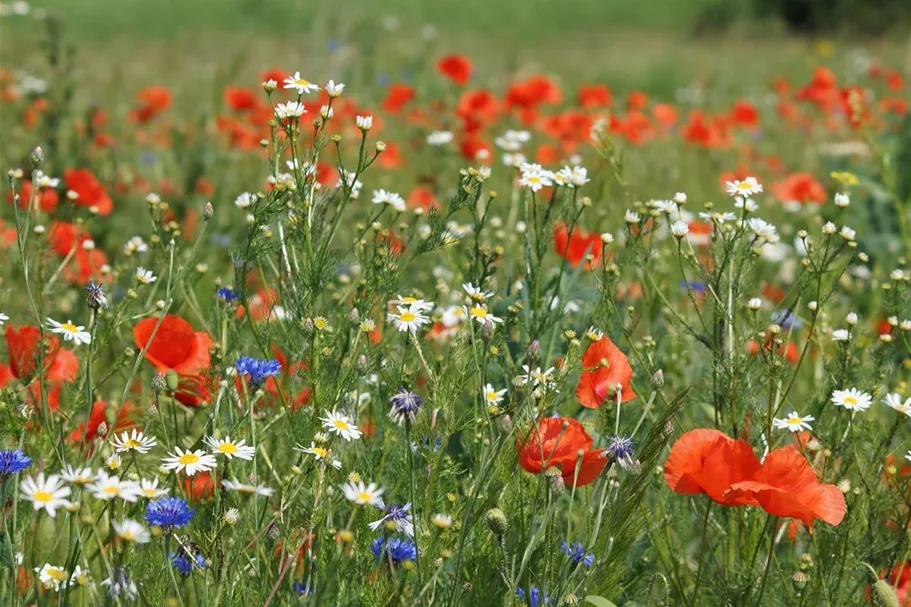 Feldblumen-Mischung 20 g für 10 m²