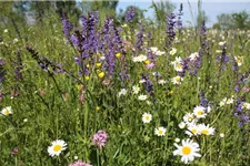 Schmetterlings- und Wildbienensaum Region NORD (UG1) 20 g für 10 m²