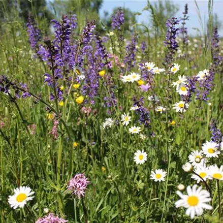 Schmetterlings- und Wildbienensaum Region WEST (UG11)