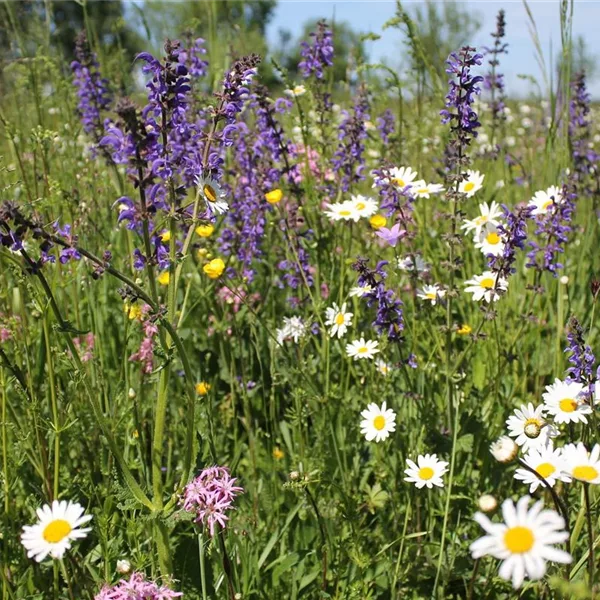 Schmetterlings- und Wildbienensaum Region WEST (UG11)