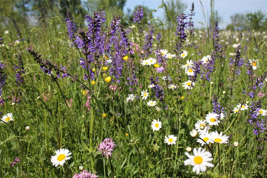 Schmetterlings- und Wildbienensaum Region NORD (UG1) 20 g für 10 m²